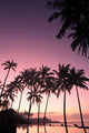 Coconut Tree Sunrise Wall Decal Design 3
