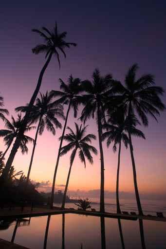 Coconut Tree Sunrise Wall Decal Design 2