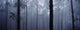 Pine Trees In Cloud In The 'forest Corona' Wall Mural