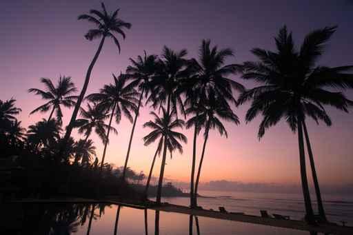 Coconut Tree Sunrise Wall Decal Design 1
