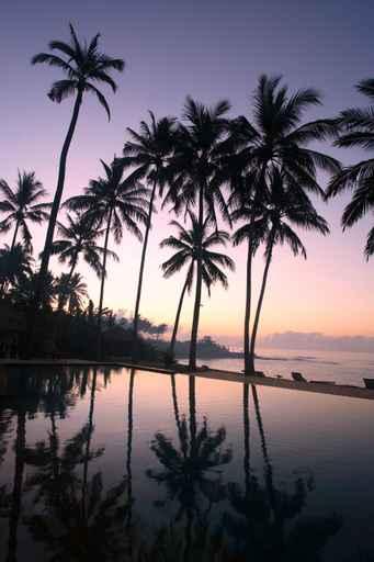 Coconut Trees Sunrise Wall Decal