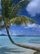 Palm Tree Leaning Over Sea Wall Mural