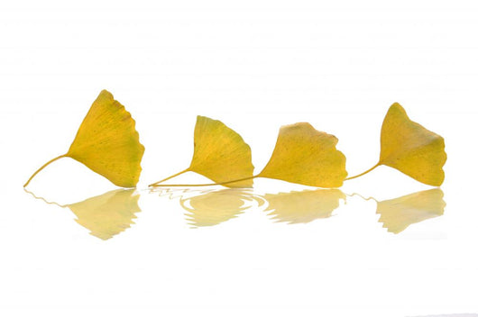 Four Yellow Ginkgo Biloba Leaves Wall Decal