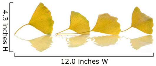 Four Yellow Ginkgo Biloba Leaves Wall Decal