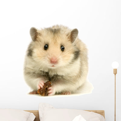 Hamster Wall Decal shown on a wall