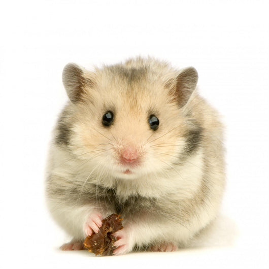 hamster Wall Decal
