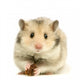 hamster Wall Decal