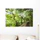 Dirt Road Through Woods Wall Mural