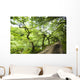 Dirt Road Through Woods Wall Mural