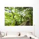 Dirt Road Through Woods Wall Mural