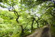 Dirt Road Through Woods Wall Mural