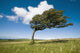 Wind-Swept Solitary Tree On Open Grassy Moorland Wall Mural
