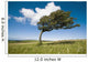 Wind-Swept Solitary Tree On Open Grassy Moorland Wall Mural