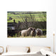 Three Sheep In A Field With Stone Houses And Pastures Wall Mural