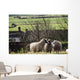 Three Sheep In A Field With Stone Houses And Pastures Wall Mural