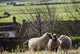 Three Sheep In A Field With Stone Houses And Pastures Wall Mural