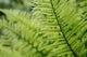 Plant Detail, Close Up Wall Mural