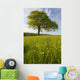 Solitary Oak Tree And Wildflowers In Field Wall Mural