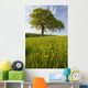 Solitary Oak Tree And Wildflowers In Field Wall Mural