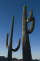 Two Saguaro Cacti In The Sonoran Desert Wall Mural