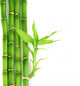 Bamboo Wall Decal