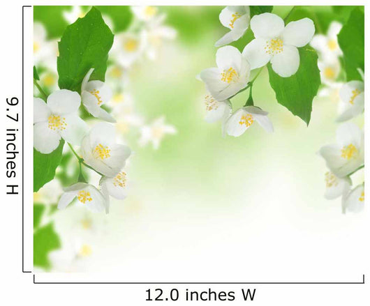 Jasmine Border