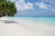 Beach With Palm Trees Wall Mural