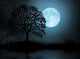 Moon and Tree Wall Mural