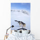 Dogs Pulling Sled Towards Hallingskarvet Mountain Wall Mural