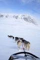 Dogs Pulling Sled Towards Hallingskarvet Mountain Wall Mural