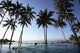 Coconut Trees Swimming Pool Wall Decal