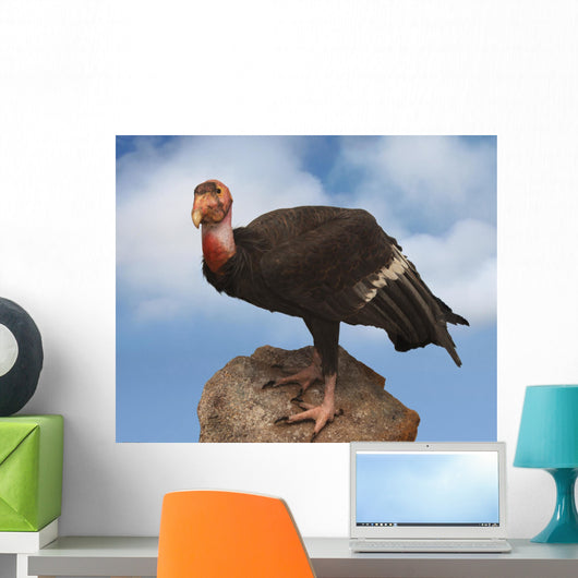 california condor Wall Mural