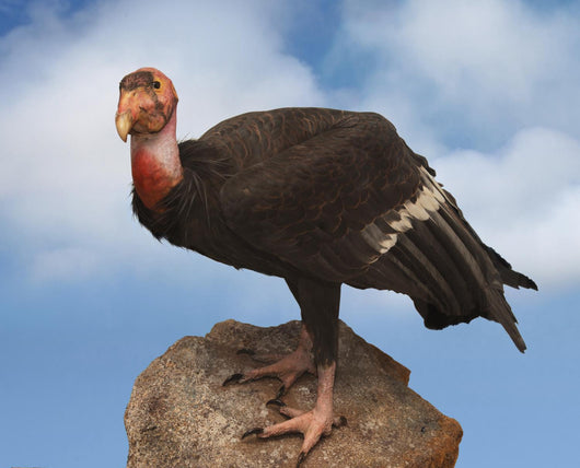 california condor Wall Mural