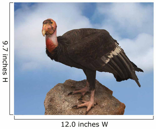 california condor Wall Mural