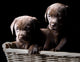 Two Chocolate Labrador Puppies in a Basket Wall Mural