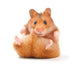Hamster Wall Decal