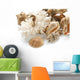 Shells Wall Decal
