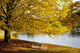 A Large Tree And Bench Along The Water In Autumn Wall Mural