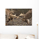 Two Deer Fighting With Antlers Wall Mural
