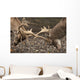 Two Deer Fighting With Antlers Wall Mural