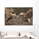 Two Deer Fighting With Antlers Wall Mural