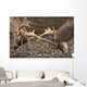 Two Deer Fighting With Antlers Wall Mural