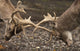 Two Deer Fighting With Antlers Wall Mural