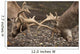 Two Deer Fighting With Antlers Wall Mural
