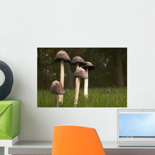 Mushrooms With Tall Stems Growing In The Grass Wall Mural