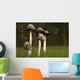 Mushrooms With Tall Stems Growing In The Grass Wall Mural