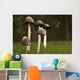 Mushrooms With Tall Stems Growing In The Grass Wall Mural