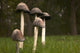 Mushrooms With Tall Stems Growing In The Grass Wall Mural