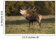 A Male Deer Calling Wall Mural