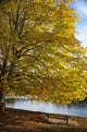 A Tree With Golden Leaves And A Park Bench On The Edge Of The Water Wall Mural